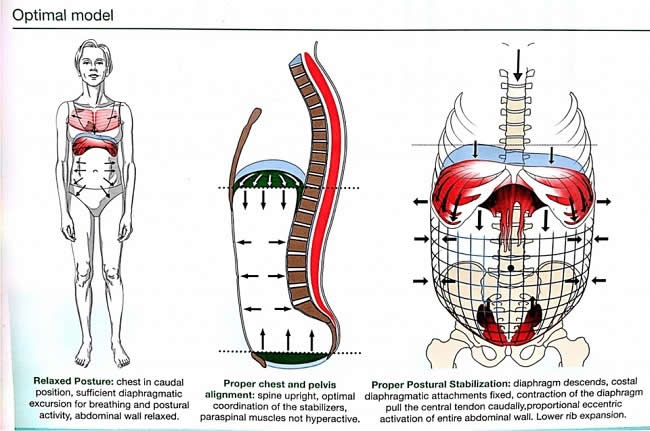 Optimal-Model-Exercises-that-cause-back-pain