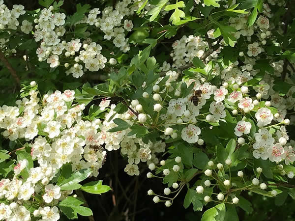 hawthorn in May
