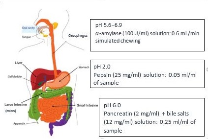 Corrected Figure 1 Simulation of Gastrointestinal Conditions 2