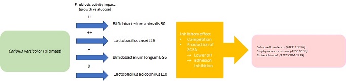 Corrected Figure 2 Postulated prebiotic activity of Coriolus versicolor