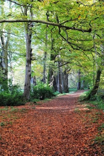 Forest Canopy