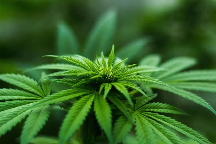 Cannabis Plant KOL015