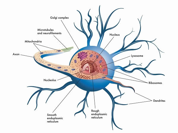 Structure of a cell