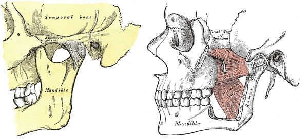 TMJ + left medial pterygoid muscle