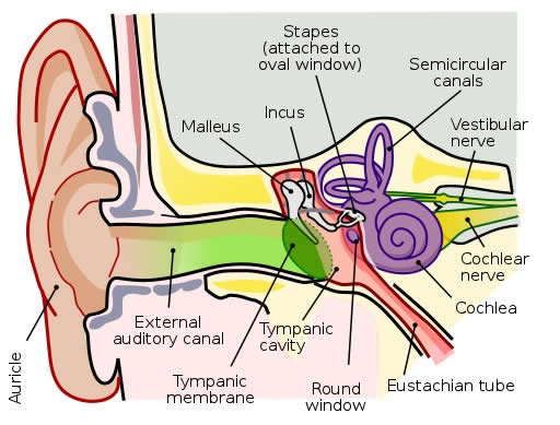 Anatomy_of_the_Human_Ear