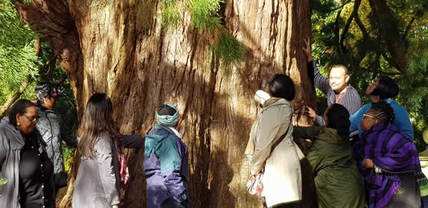 Feeling the Energy of a ‘Baby’ California Redwood