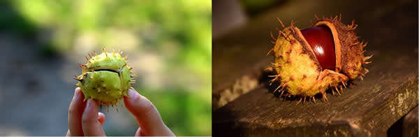 A Horse Chestnut echoing the opening of a heart