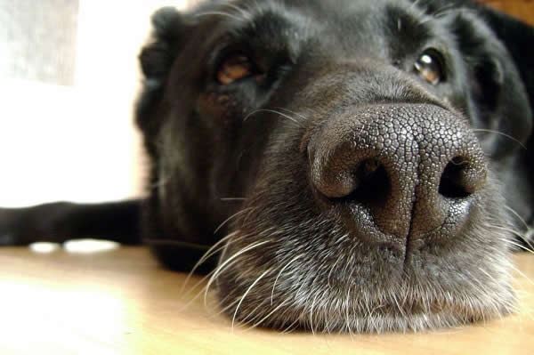 A dog’s sense of smell is thousands of times stronger than us humans