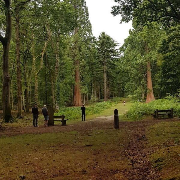 New Forest Aug 2018