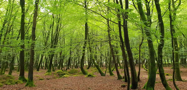 Walking in the New Forest