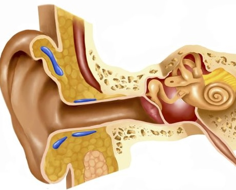 ear canal