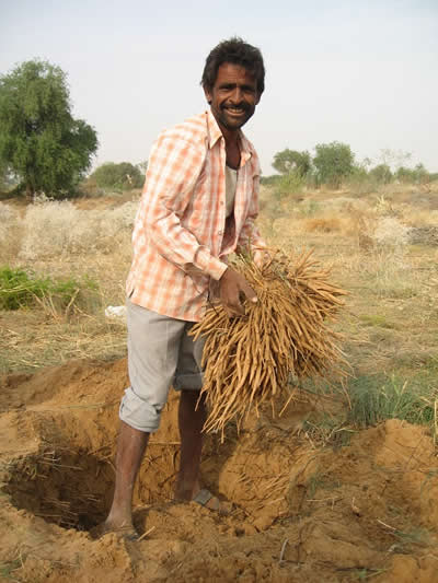 208_shatavari harvest