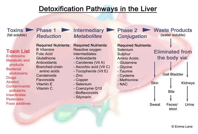 Detoxification Pathways in the Liver