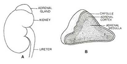 the inner part of the adrenal gland