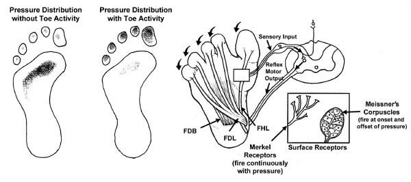 skin receptors located beneath the first metatarsal