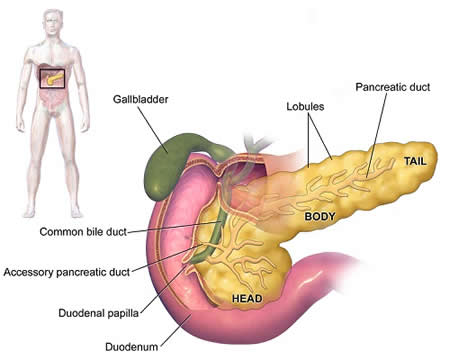 Blausen_0699_PancreasAnatomy