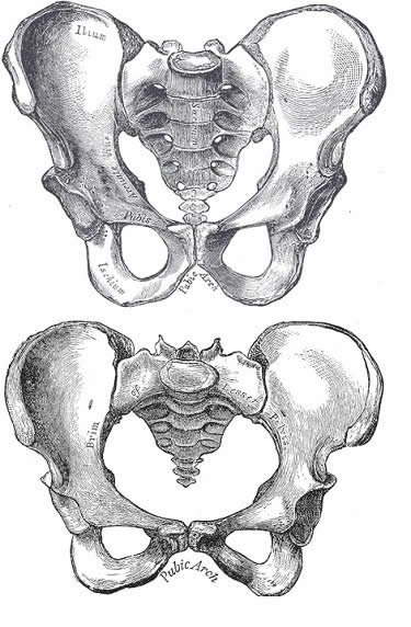 Male and Female Pelvis