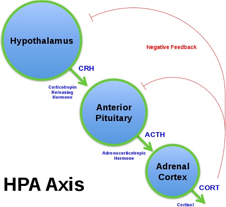 Murray 264 Adrenal Fatigue