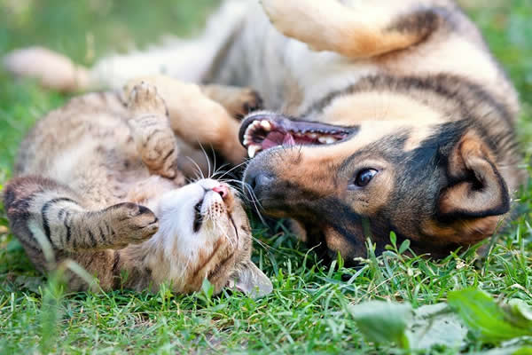 Dog and Car Best Friends Playing Together