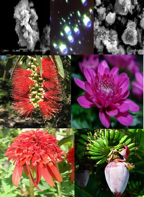 Collage Flower Essences and Zeolite Clinoptilolite