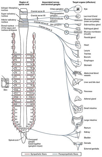 Autonomic Nervous System