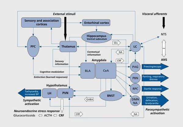 A schematic view of major brain circuits involved in fear and anxiety