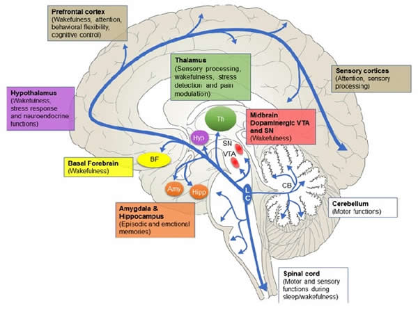 Locus coeruleus (LC) efferent pathways and relevant functions