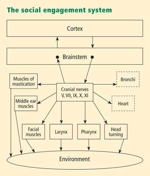 The Social Engagement System