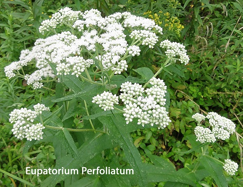 Sayer 267 Eupatorium