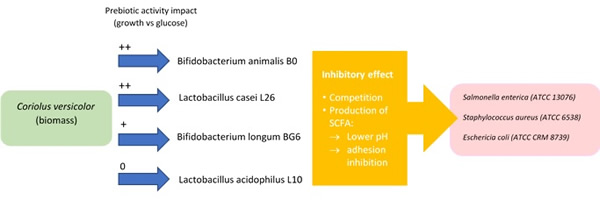 Figure 2 Postulated prebiotic activity of Coriolus versicolo