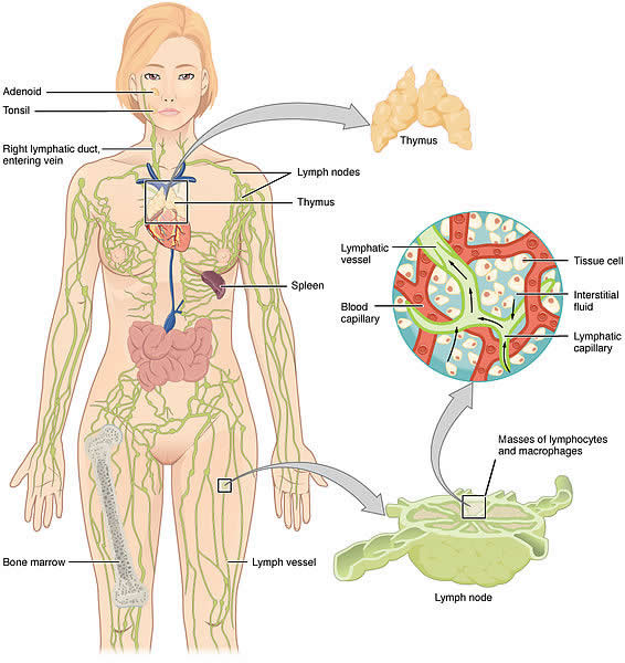 2201_Anatomy_of_the_Lymphatic_System