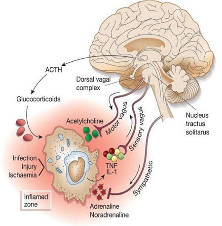 Autonomic Nervous System Responses To Inflammation