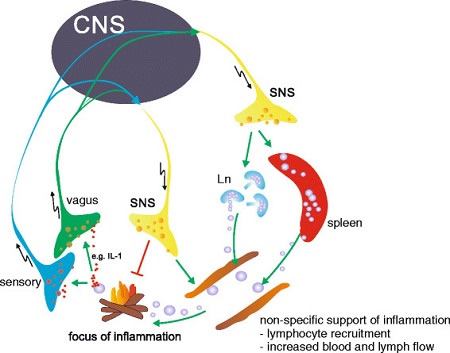 Sympathetic Nervous System Responses To Inflammation