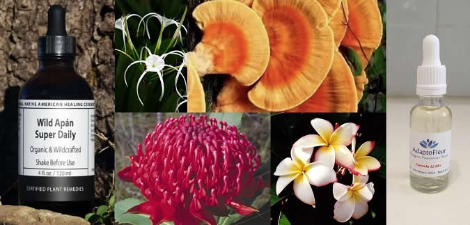 Apán + Adaptofleur + Spider + Waratah +Frangipani