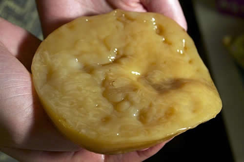 Kombucha SCOBY mushroom