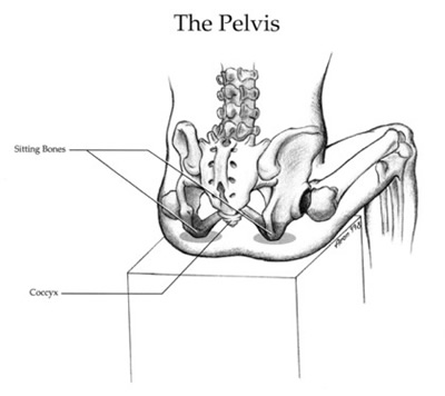 Spine and Pelvis in Sitting Position