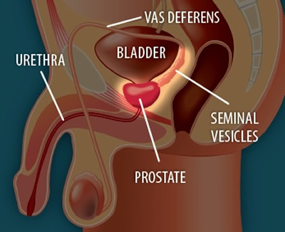 Location of Prostate Gland