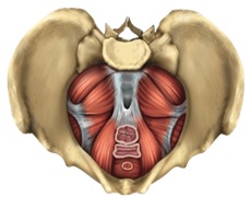 Muscles of the Pelvis Floor 2