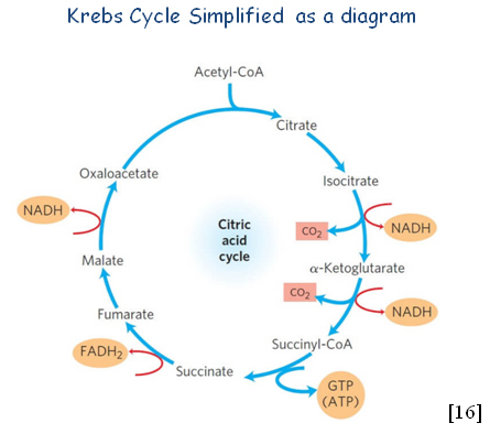 Krebs Cycle diagram