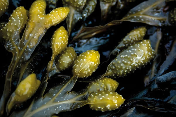 Flat Fronds Native Wild Species Fucus Vesiculosus Bladderwrack