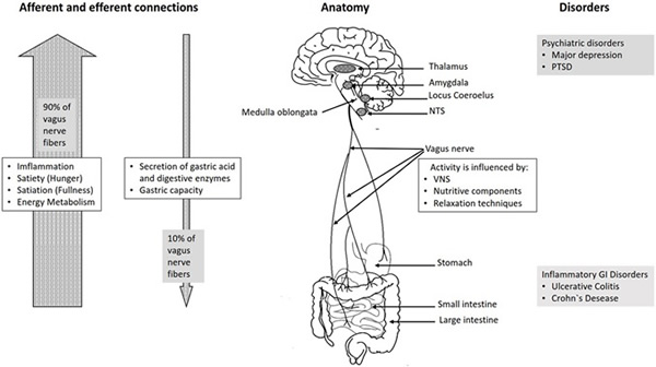 Anatomy and Functions of the Vagus Nerve