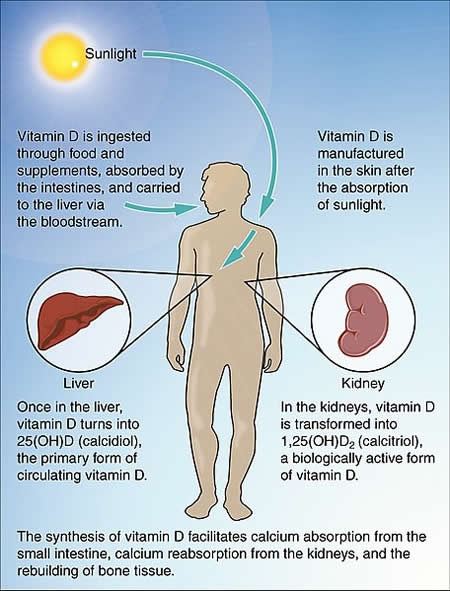 File 614 Synthesis of Vitamin D.