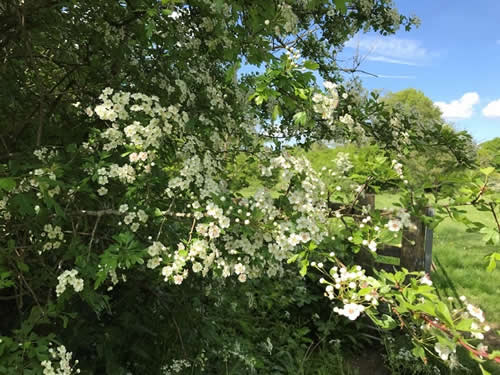 Hawthorn in flower