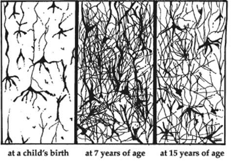 Neural Pathways  Acquired at Different Ages