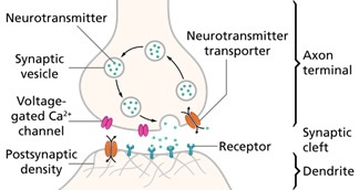 Neurotransmitter Anatomy and Function