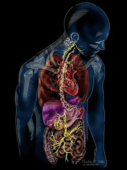 The Vagus Nerve