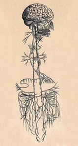 The vagus nerve wandering down the lateral neck to the viscera