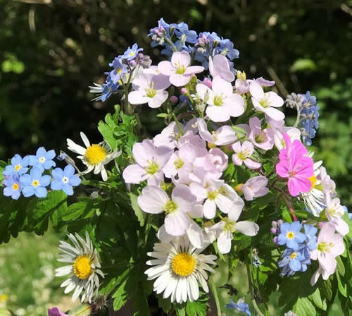 Wildflower bouquet from the meadow forget-me-not, daisy, cuckoo flower, herb Robert