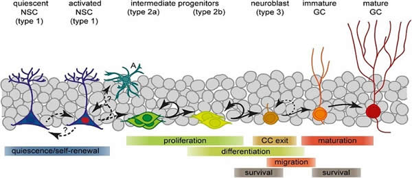 Lineage progression and fate decisions in adult hippocampal neurogenesis