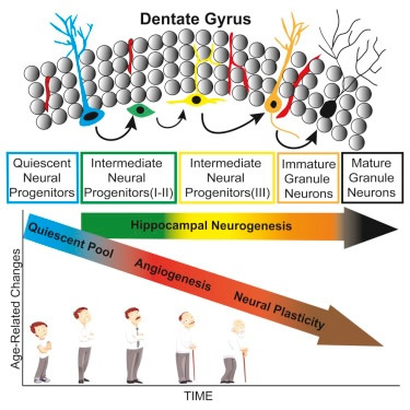 Hippocampal Neuron Growth Stages